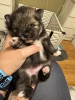 Wolfie, a female Pomeranian for sale in North Port, FL – Photo 2 of 10