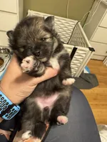 Wolfie, a female Pomeranian for sale in North Port, FL – Photo 3 of 10