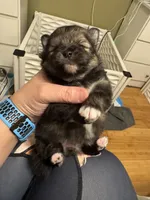 Wolfie, a female Pomeranian for sale in North Port, FL – Photo 5 of 10