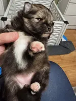 Wolfie, a female Pomeranian for sale in North Port, FL – Photo 8 of 10