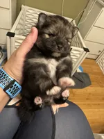 Wolfie, a female Pomeranian for sale in North Port, FL – Photo 6 of 10