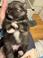 Wolfie, a female Pomeranian for sale in North Port, FL – Photo 1 of 10