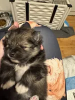 Wolfie, a female Pomeranian for sale in North Port, FL – Photo 10 of 10