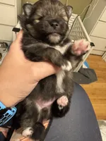 Wolfie, a female Pomeranian for sale in North Port, FL – Photo 9 of 10