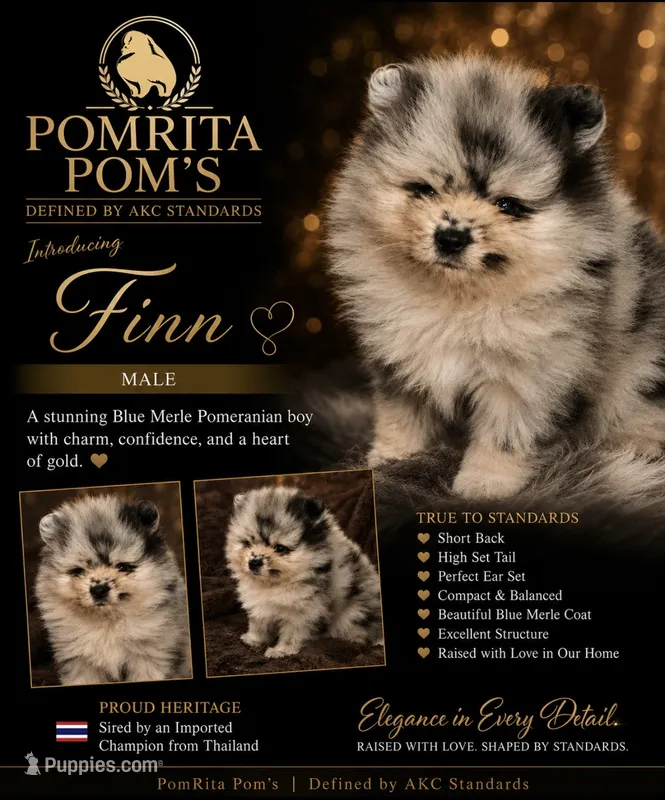 Finn – Pomeranian puppy for sale in North Port, FL