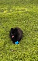 Opal, a female Pomeranian for sale in North Port, FL – 4 of 7