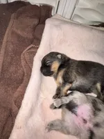 River, a female Pomeranian for sale in North Port, FL – 7 of 10