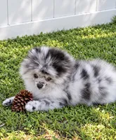 Finn, a male Pomeranian for sale in North Port, FL – 6 of 6