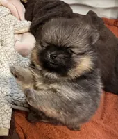 River, a female Pomeranian for sale in North Port, FL – 8 of 10