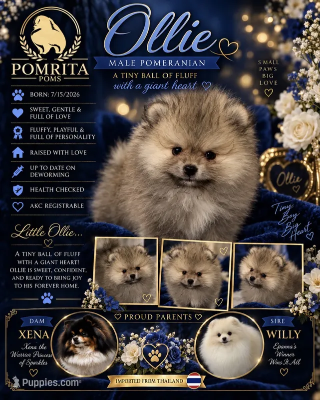 Ollie – Pomeranian puppy for sale in North Port, FL