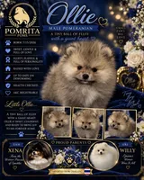 Ollie, a male Pomeranian for sale in North Port, FL – 2 of 3