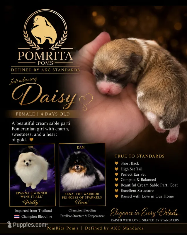 Daisey  – Pomeranian puppy for sale in North Port, FL