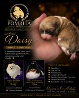 Daisey , a female Pomeranian for sale in North Port, FL – 1 of 10