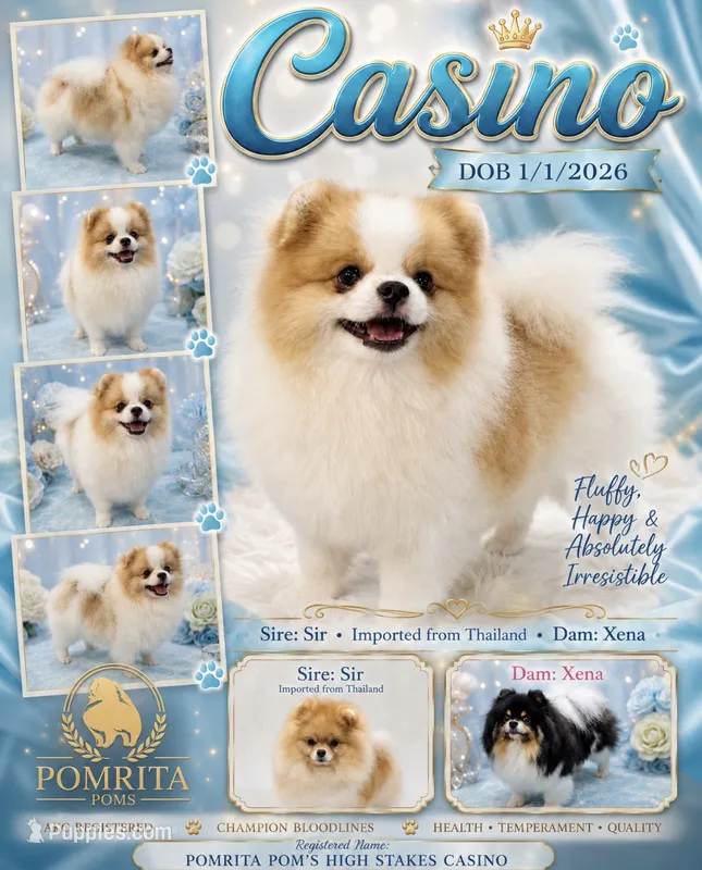 Casino – Pomeranian puppy for sale in North Port, FL
