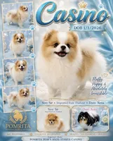 Casino, a male Pomeranian for sale in North Port, FL – 2 of 5