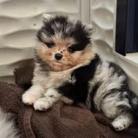 Teddy, a male Pomeranian for sale in North Port, FL – 4 of 10