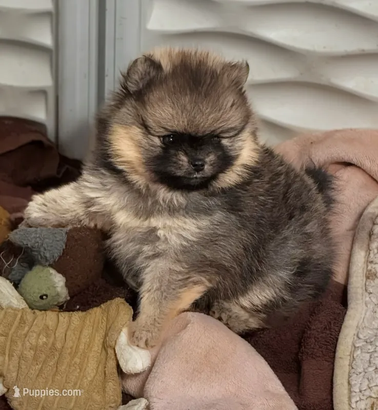 River – Pomeranian puppy for sale in North Port, FL