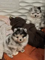 Teddy, a male Pomeranian for sale in North Port, FL – 7 of 10