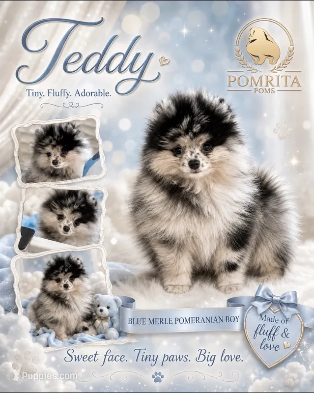 Teddy – Pomeranian puppy for sale in North Port, FL