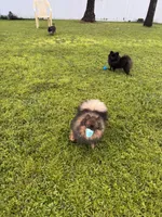 Ash, a female Pomeranian for sale in North Port, FL – 4 of 6