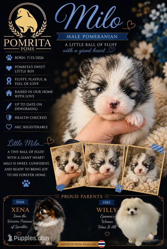 Milo – Pomeranian puppy for sale in North Port, FL