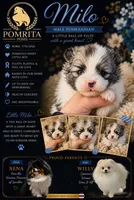 Crush, a male Pomeranian for sale in North Port, FL – 1 of 10