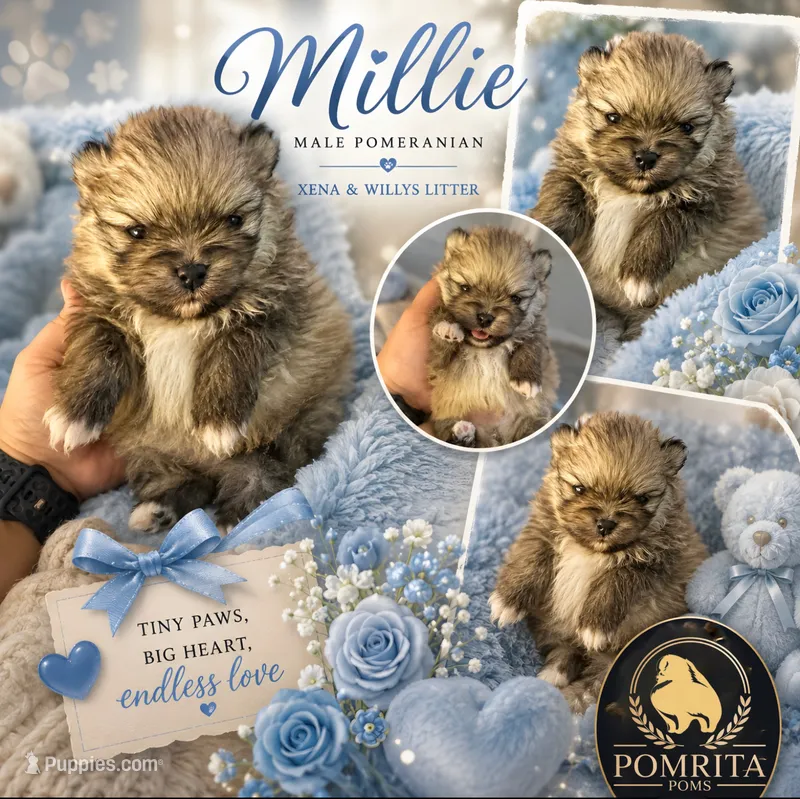 Millie – Pomeranian puppy for sale in North Port, FL