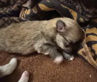 Millie, a male Pomeranian for sale in North Port, FL – 2 of 2