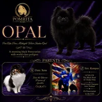 Opal, a female Pomeranian for sale in North Port, FL – 3 of 5