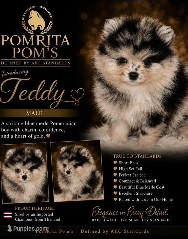 Teddy – Pomeranian puppy for sale in North Port, FL