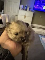 Ollie, a male Pomeranian for sale in North Port, FL – 5 of 9