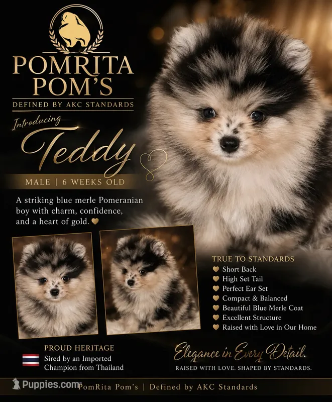 Teddy – Pomeranian puppy for sale in North Port, FL