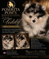 Teddy, a male Pomeranian for sale in North Port, FL – 1 of 10