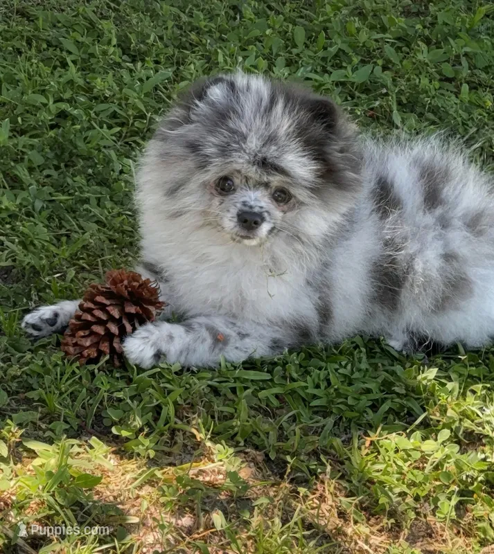 Finn – Pomeranian puppy for sale in North Port, FL