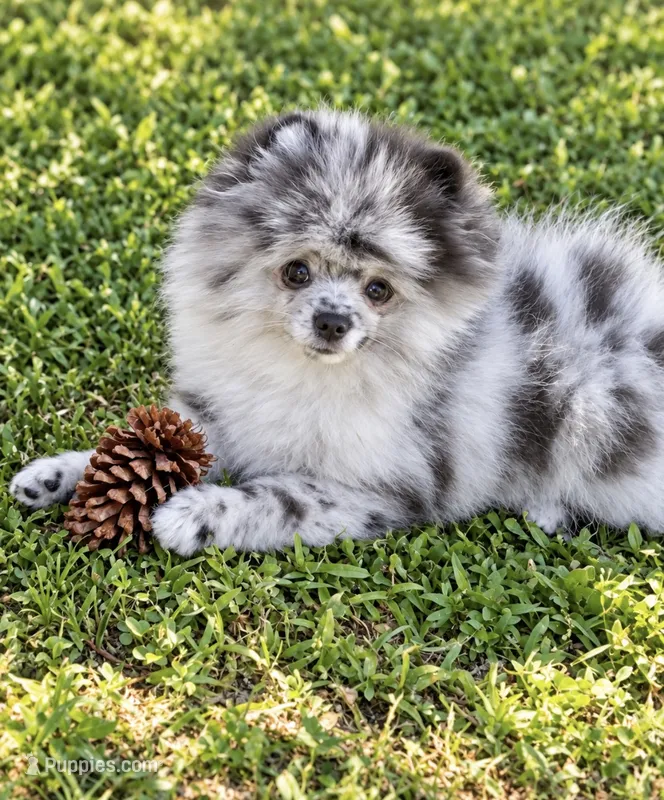 Finn – Pomeranian puppy for sale in North Port, FL