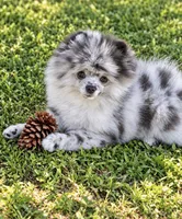 Finn, a male Pomeranian for sale in North Port, FL – 1 of 6