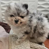 Finn, a male Pomeranian for sale in North Port, FL – 5 of 10