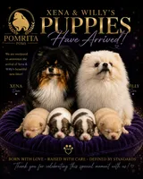 Daisey , a female Pomeranian for sale in North Port, FL – 10 of 10
