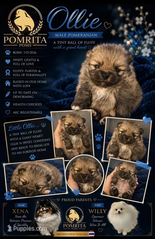 Ollie – Pomeranian puppy for sale in North Port, FL
