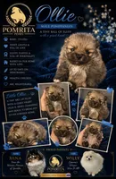 Ollie, a male Pomeranian for sale in North Port, FL – 1 of 9