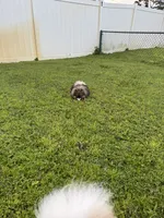Ash, a female Pomeranian for sale in North Port, FL – 6 of 6