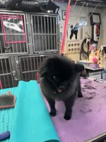 Diamond , a female Pomeranian for sale in North Port, FL – 4 of 5