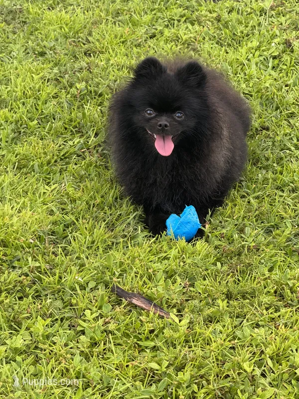 Opal – Pomeranian puppy for sale in North Port, FL