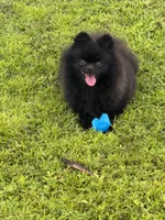 Opal, a female Pomeranian for sale in North Port, FL – 1 of 7