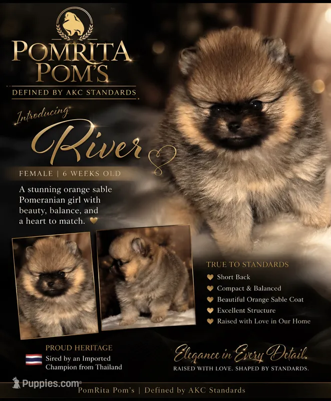 River – Pomeranian puppy for sale in North Port, FL