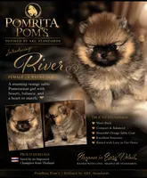 River, a female Pomeranian for sale in North Port, FL – 1 of 10