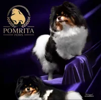 Milo, a male Pomeranian for sale in North Port, FL – 9 of 10