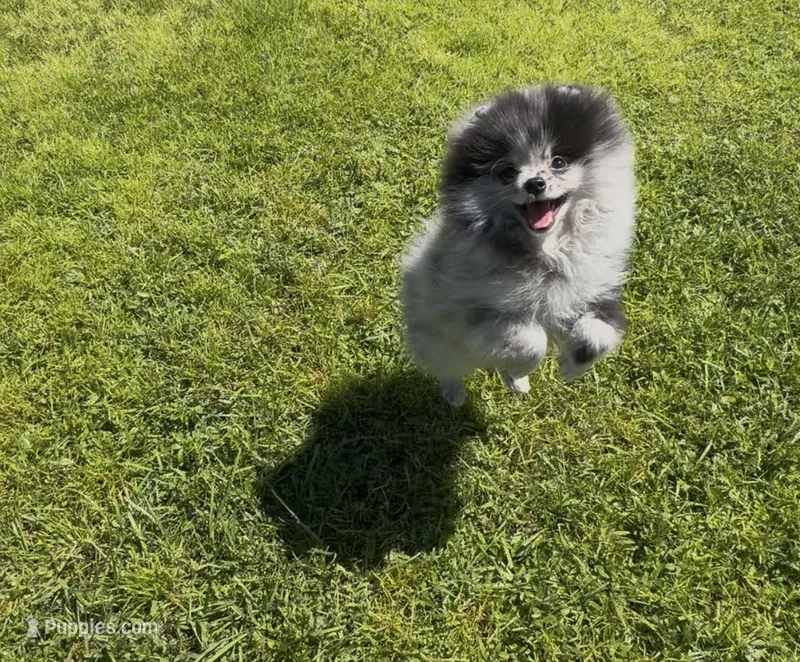 Teddy – Pomeranian puppy for sale in North Port, FL