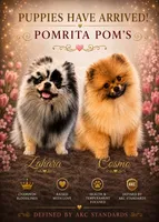 River, a female Pomeranian for sale in North Port, FL – 9 of 10