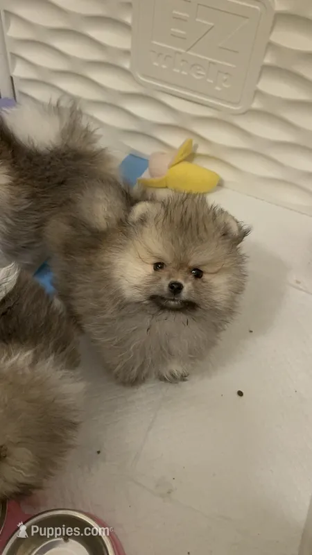 Ollie – Pomeranian puppy for sale in North Port, FL